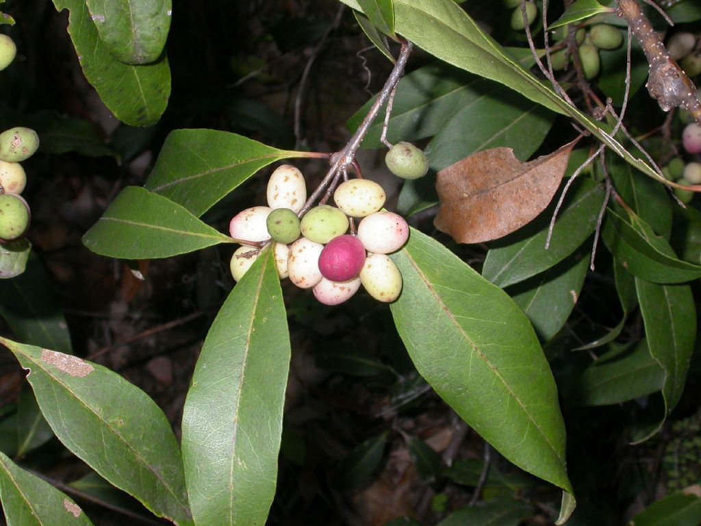 Oleaceae (hero image)