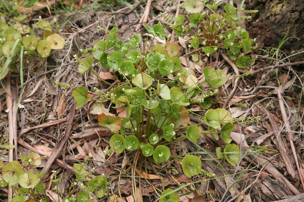 Claytonia perfoliata subsp. perfoliata (hero image)