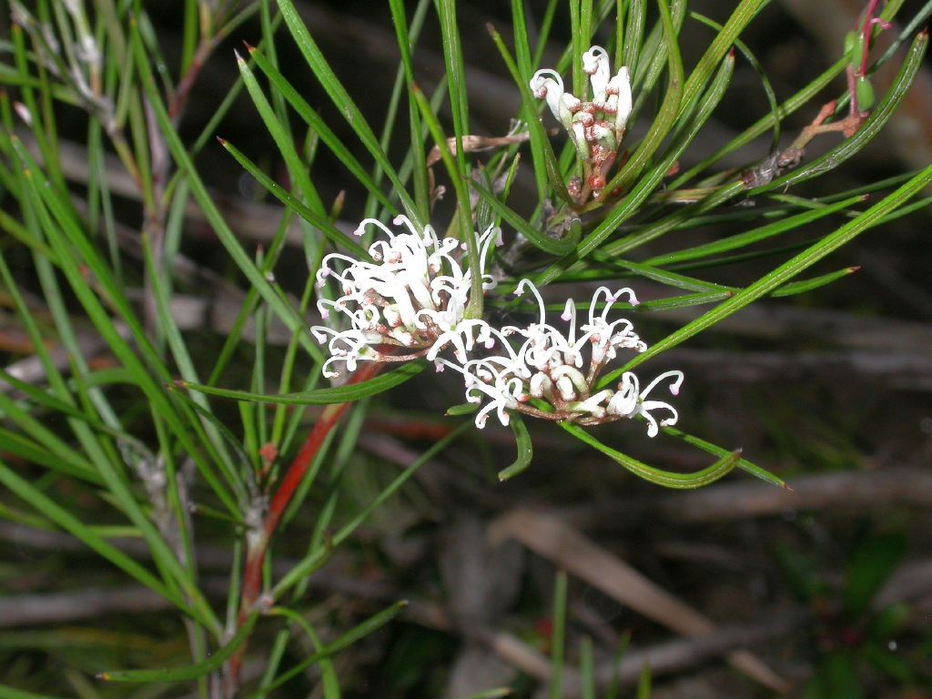 Grevillea neurophylla subsp. fluviatilis (hero image)