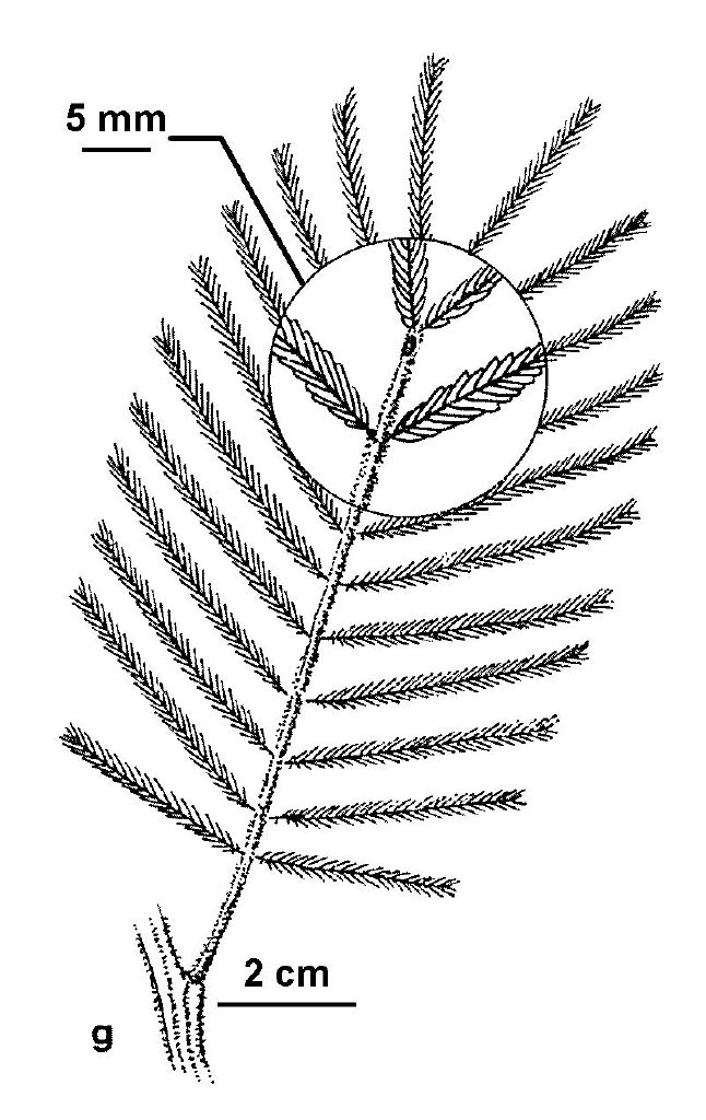 Acacia irrorata (hero image)