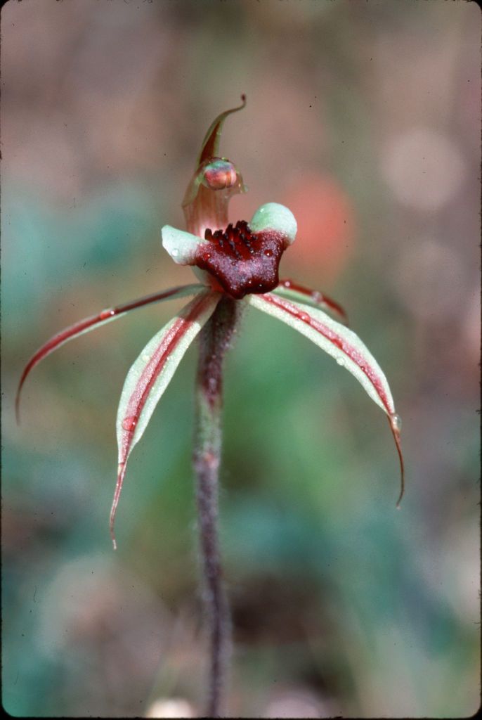 Caladenia clavigera (hero image)