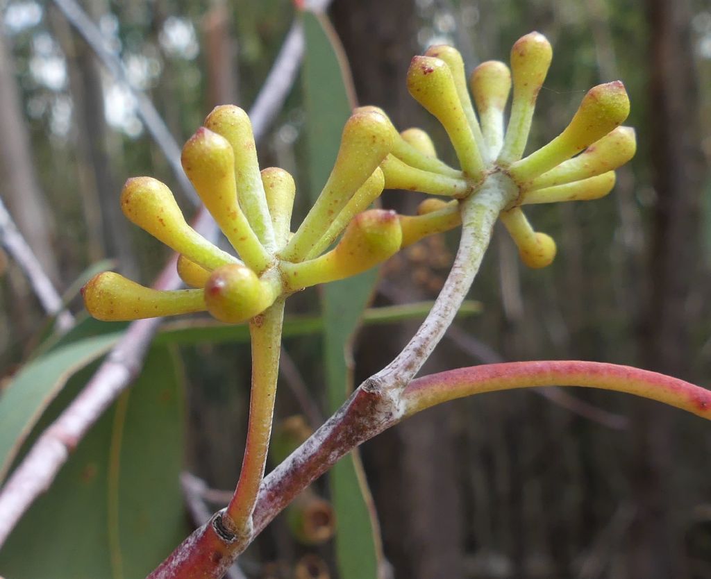 Eucalyptus delegatensis (hero image)