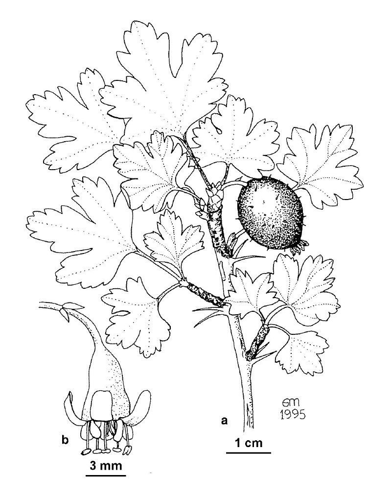 Grossulariaceae (hero image)