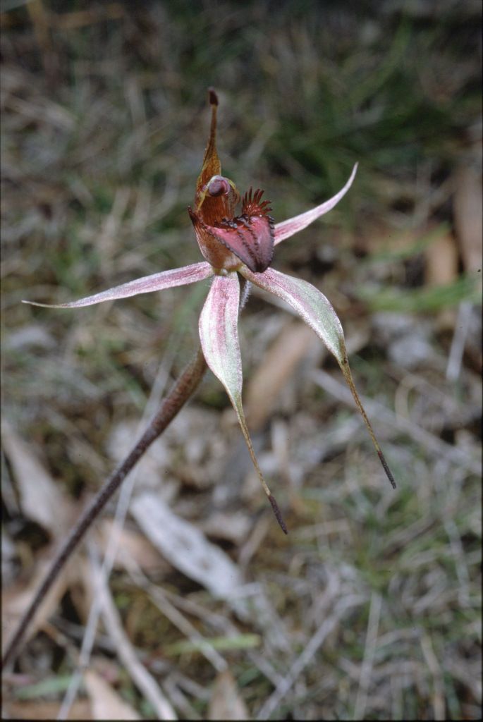 Caladenia reticulata (hero image)