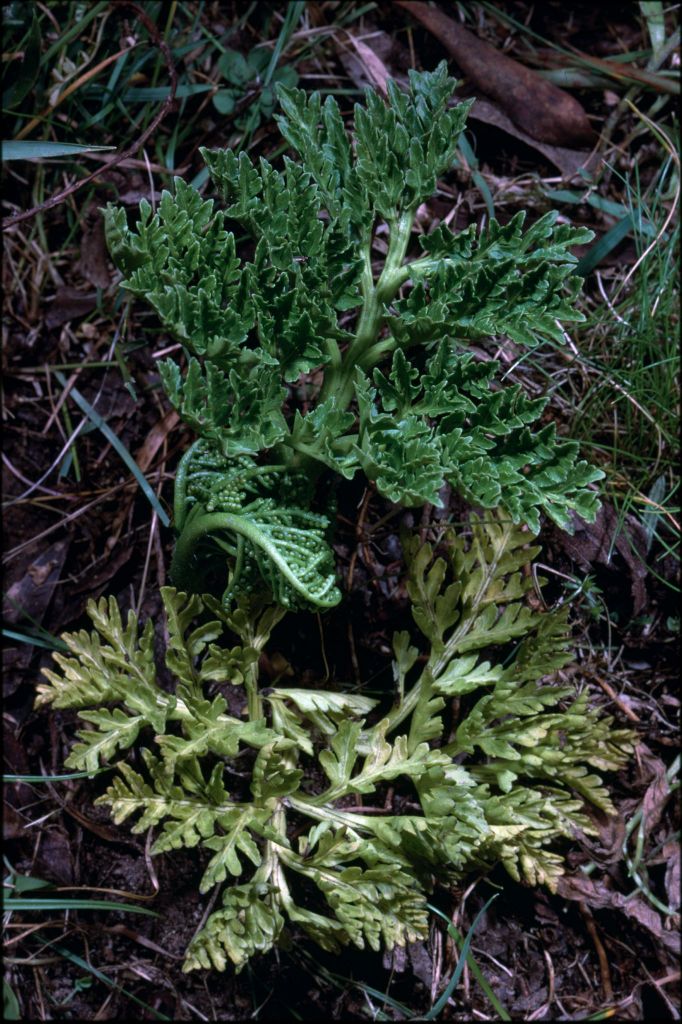 Ophioglossaceae (hero image)
