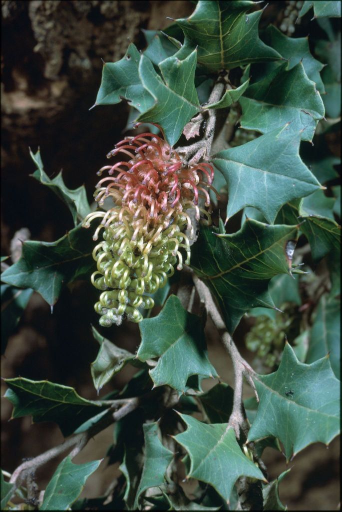 Proteaceae (hero image)