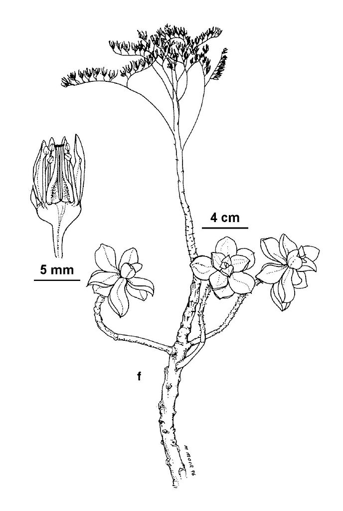 Aeonium haworthii (hero image)