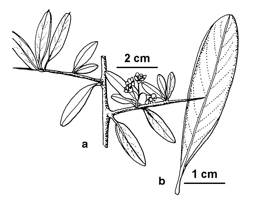 Pyracantha angustifolia (hero image)