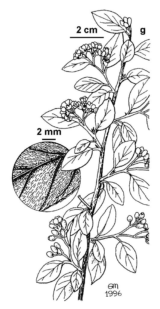 Cotoneaster franchetii (hero image)