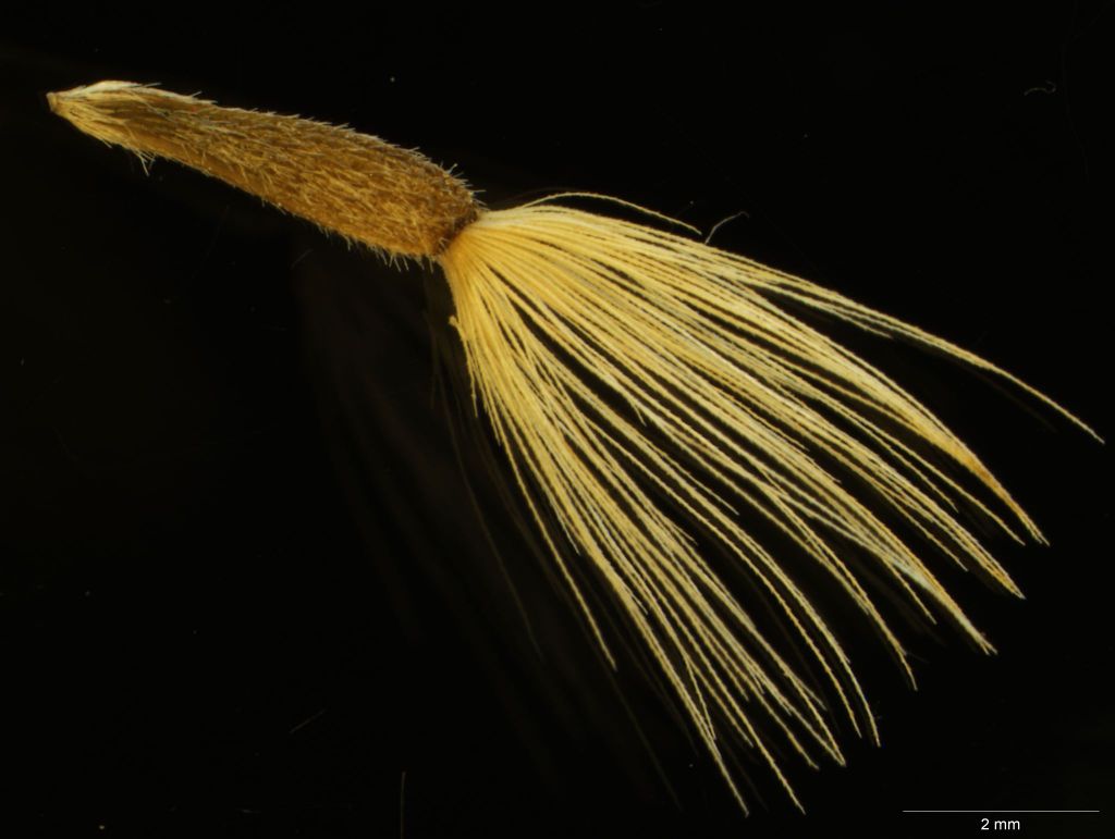Vittadinia dissecta (hero image)