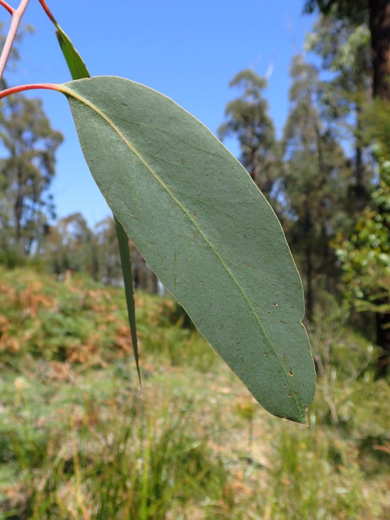 Eucalyptus sieberi (hero image)