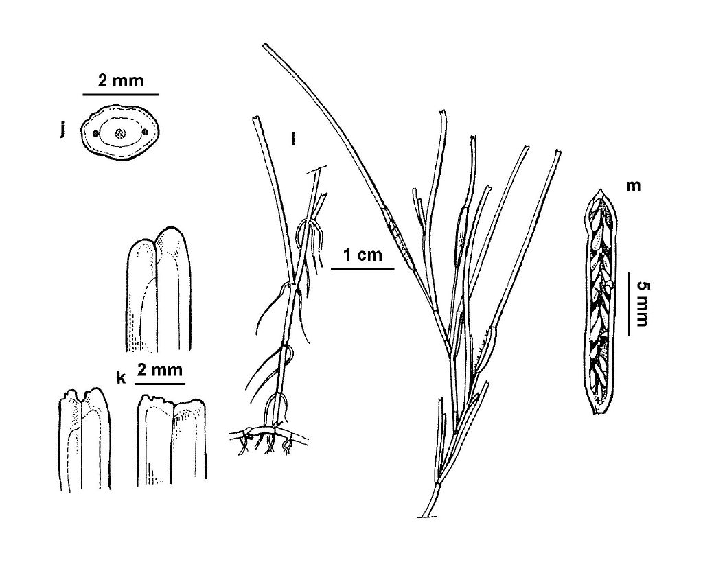 VicFlora: Zostera muelleri