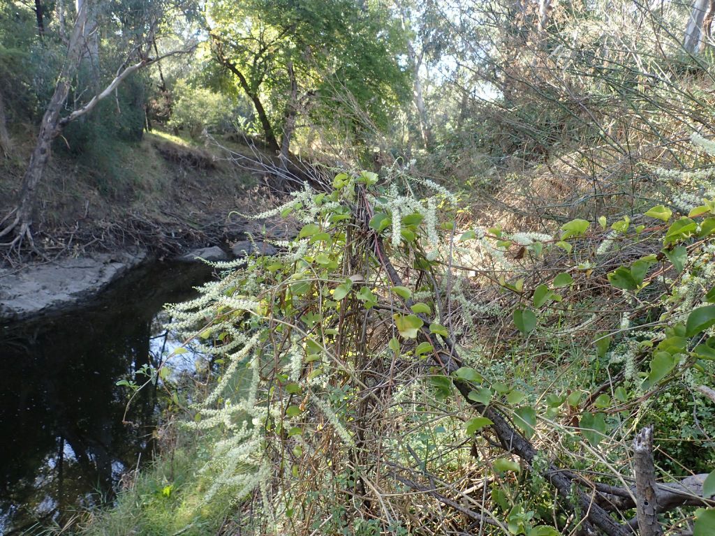 Anredera cordifolia (hero image)