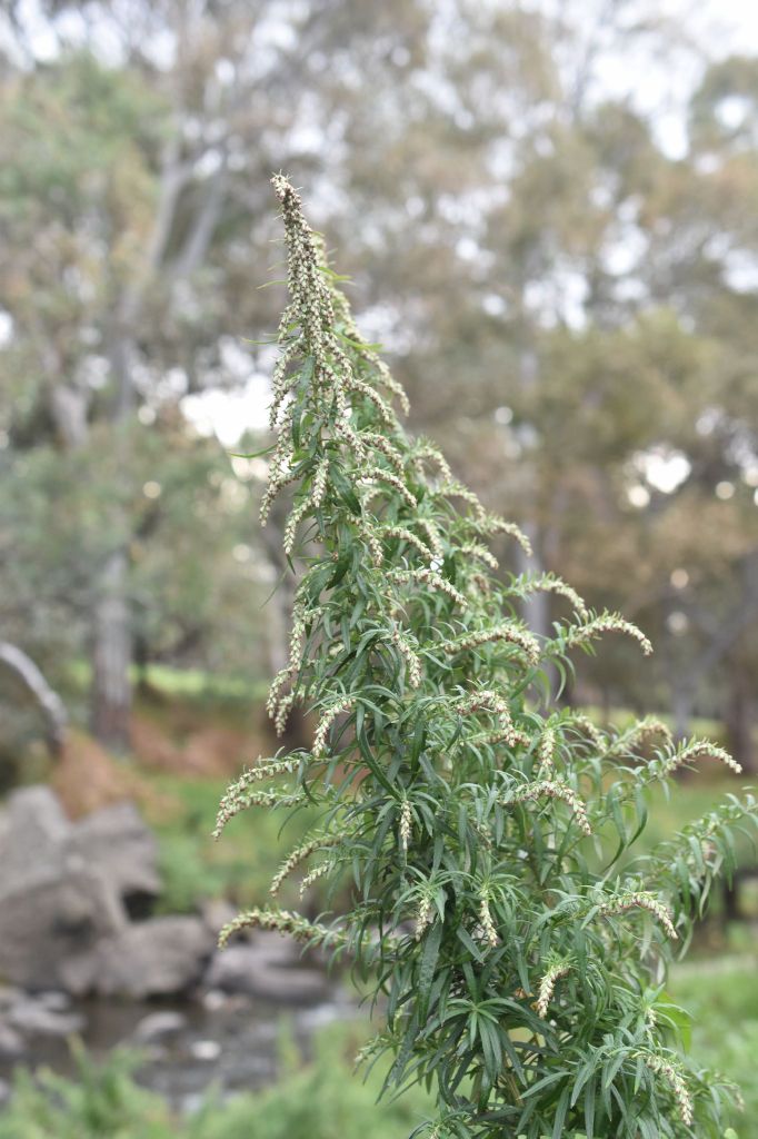 Artemisia verlotiorum (hero image)