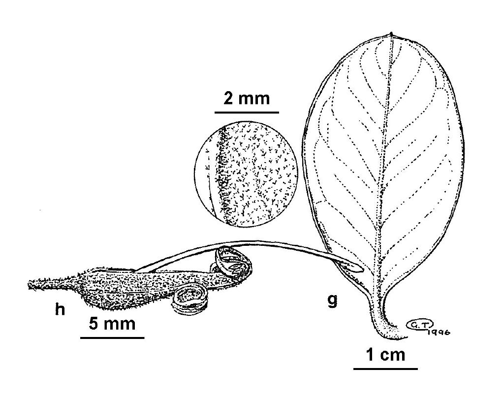 Grevillea miqueliana subsp. moroka (hero image)