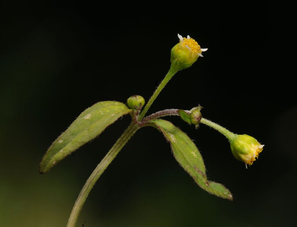 Galinsoga parviflora (hero image)