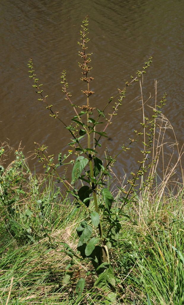 Scrophularia auriculata (hero image)