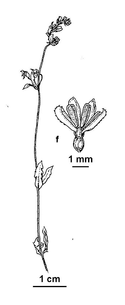Gonocarpus serpyllifolius (hero image)