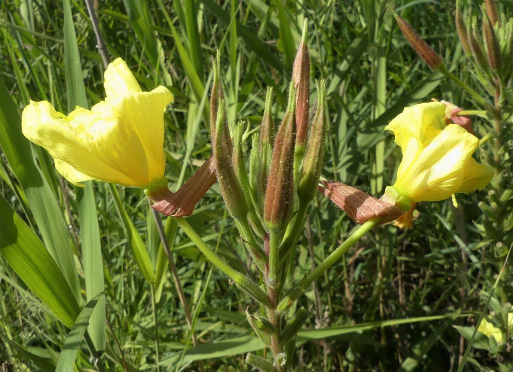 Oenothera glazioviana (hero image)