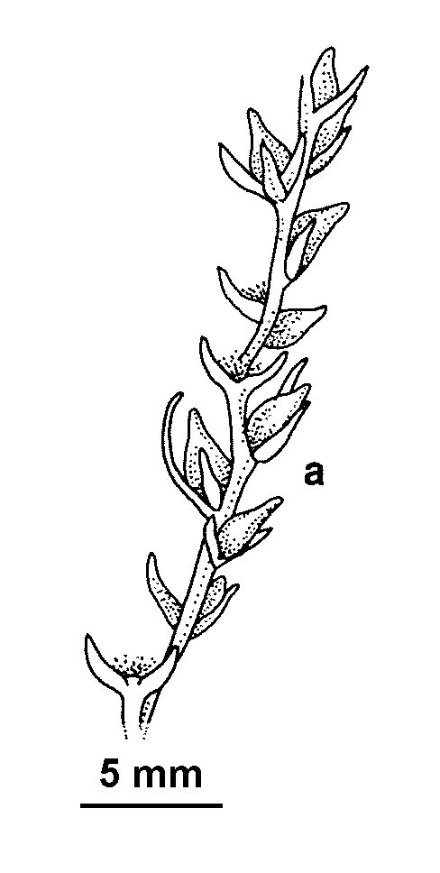 Thymelaea passerina (hero image)