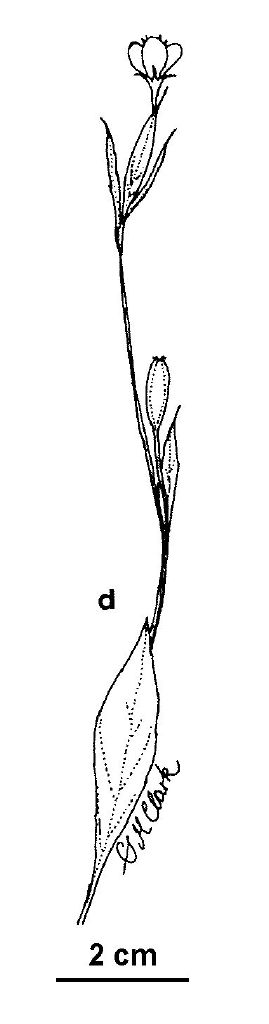 Oenothera rosea (hero image)