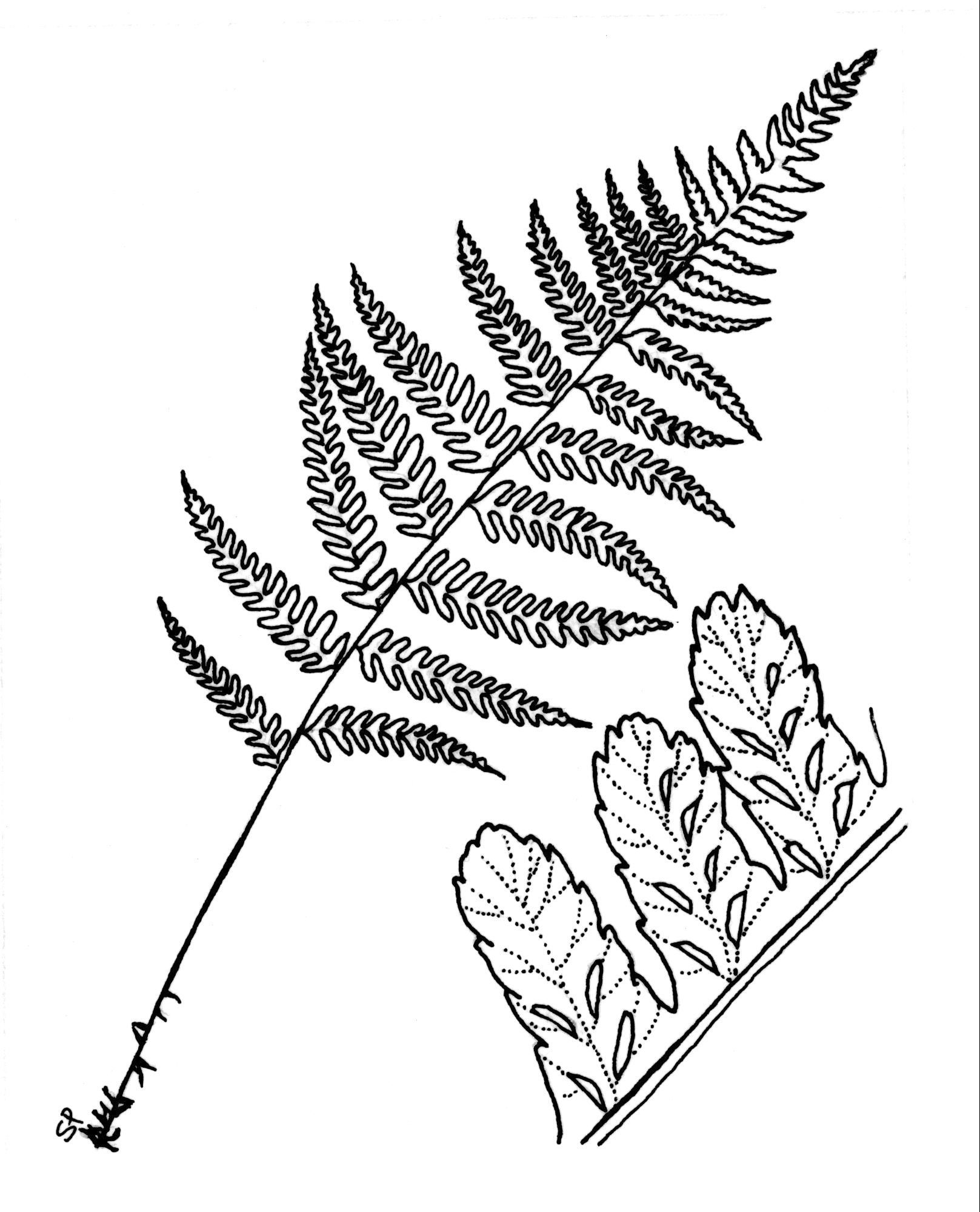 lady fern drawing