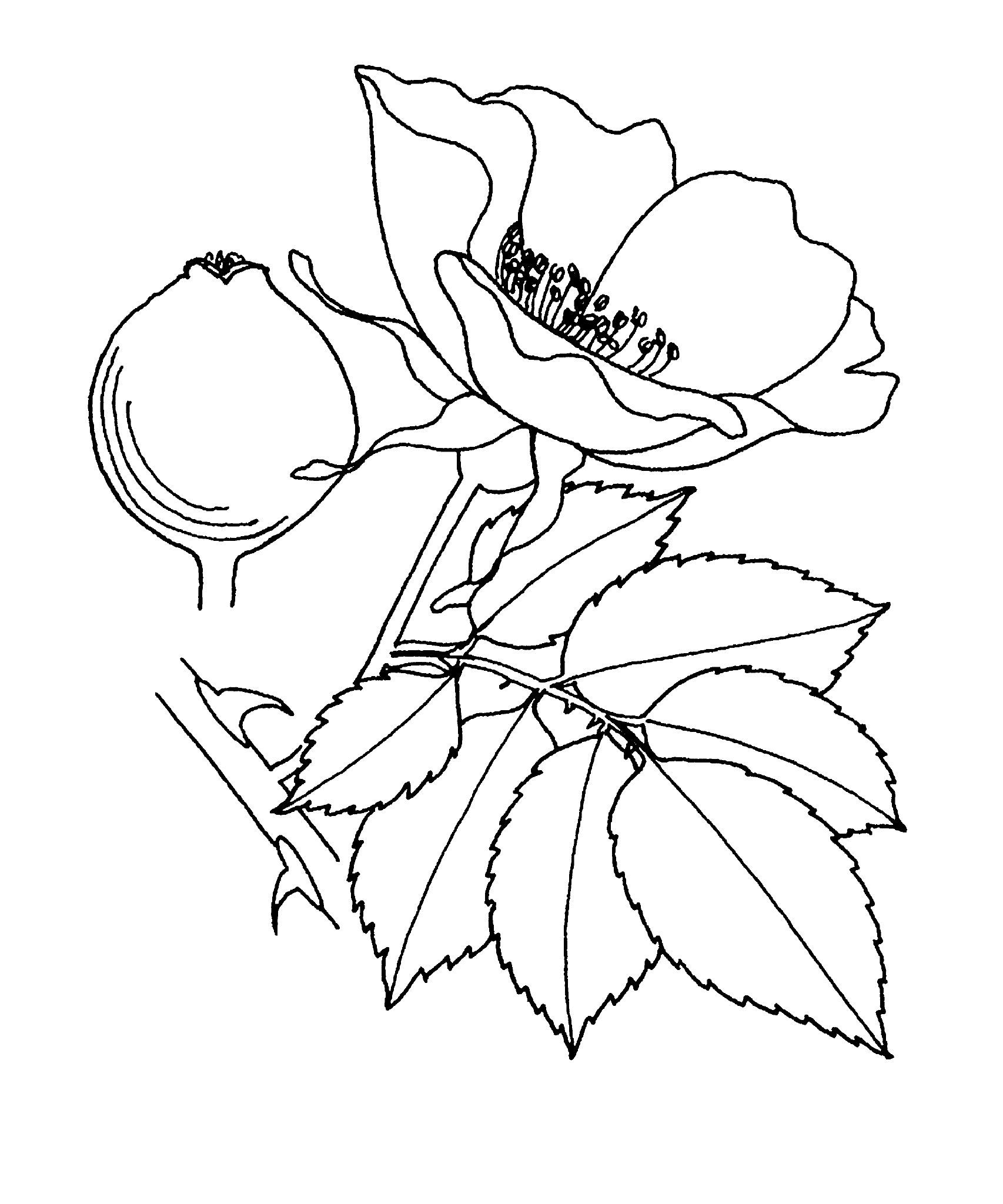 Rosa 'Silver Lining' - Floribunda Rose - Rosaceae (The Rose Family)