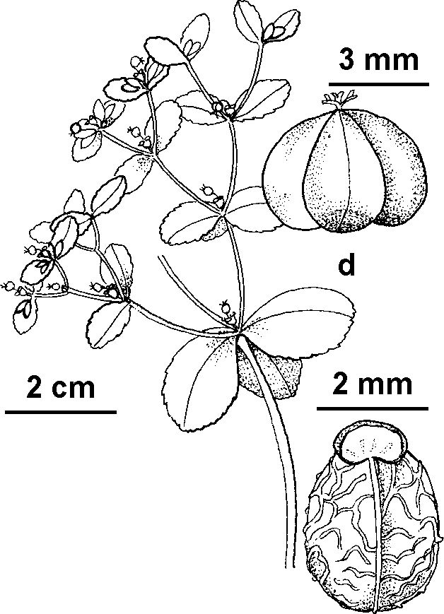 Euphorbia helioscopia (hero image)