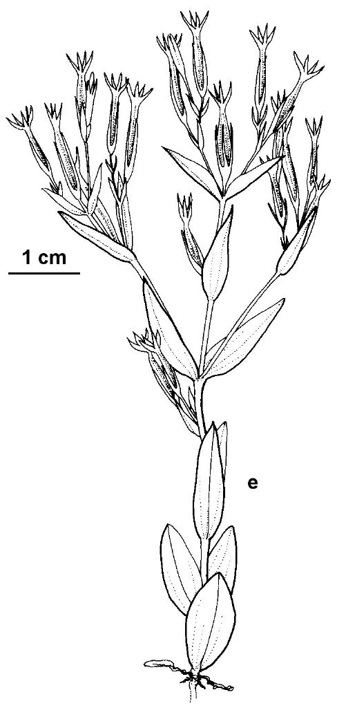 Centaurium pulchellum (hero image)