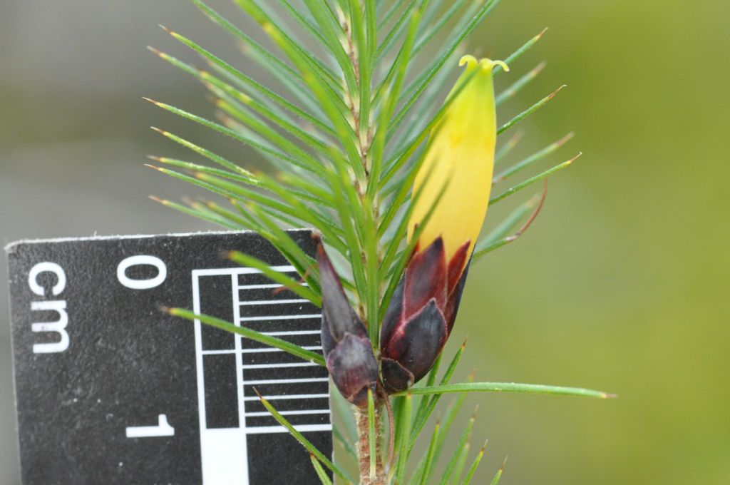 Stenanthera pinifolia (hero image)