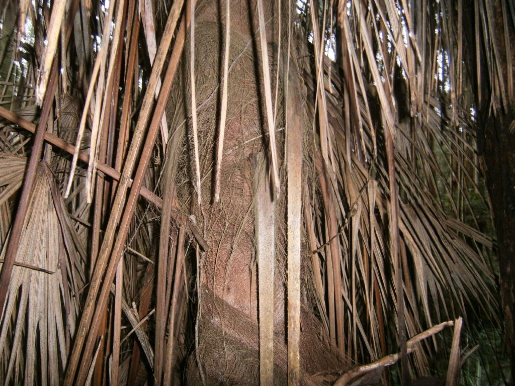 Trachycarpus (hero image)