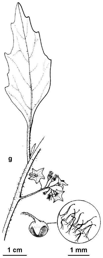 Solanum styleanum (hero image)