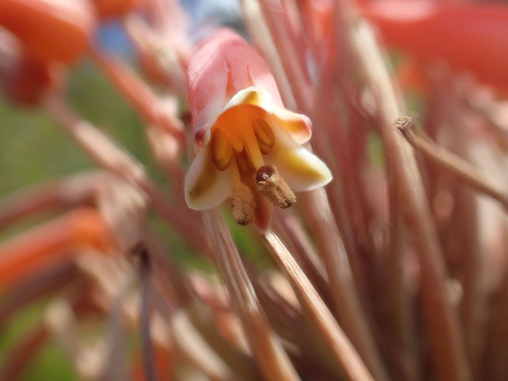 Aloe maculata (hero image)