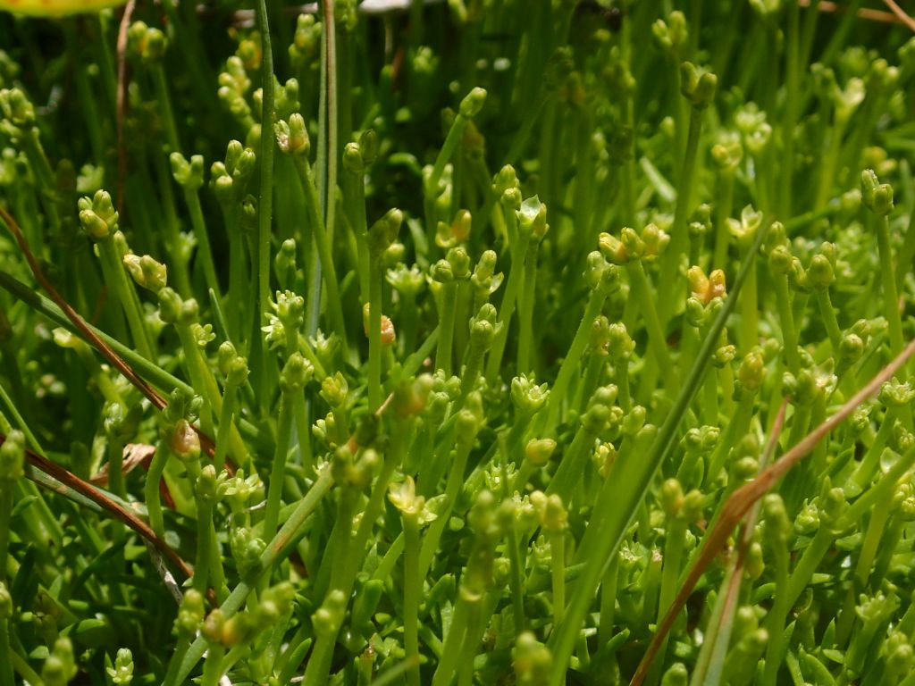 Scleranthus brockiei (hero image)