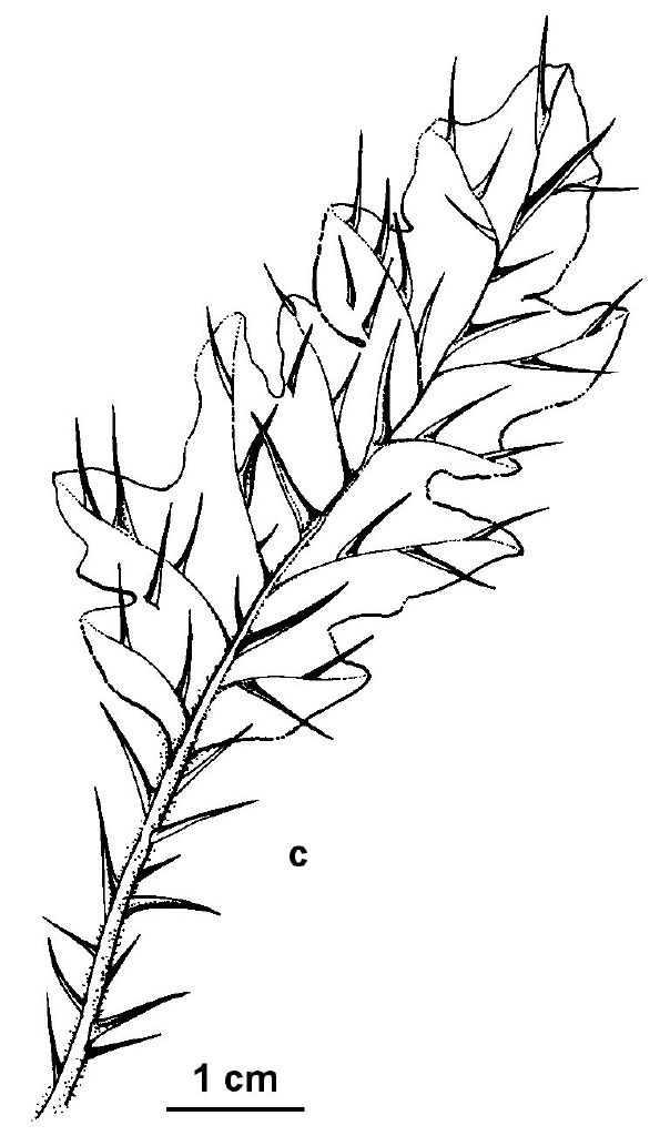 Solanum eremophilum (hero image)