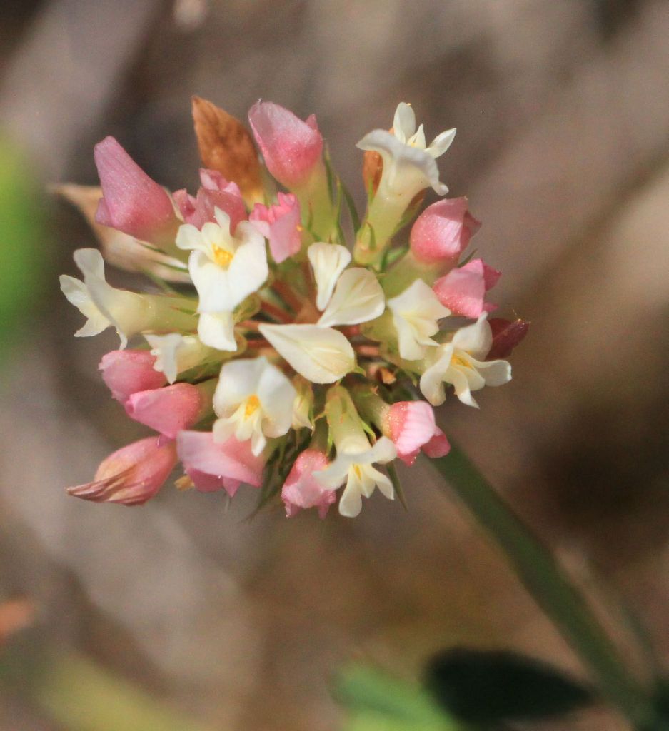 Trifolium michelianum (hero image)