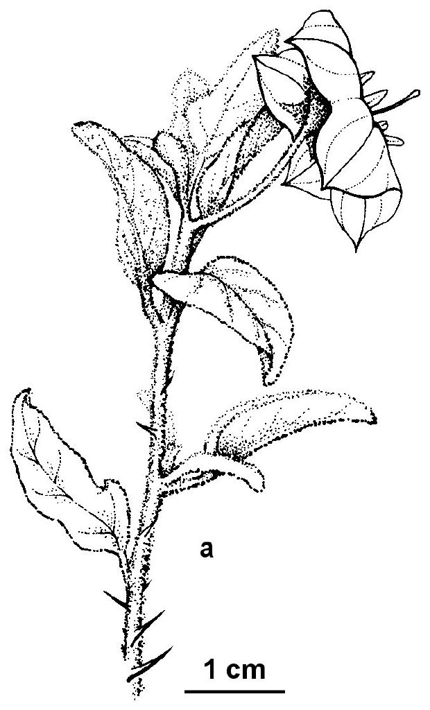 Solanum coactiliferum (hero image)