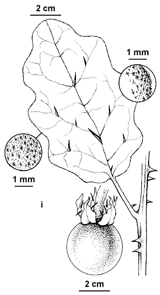 Solanum marginatum (hero image)