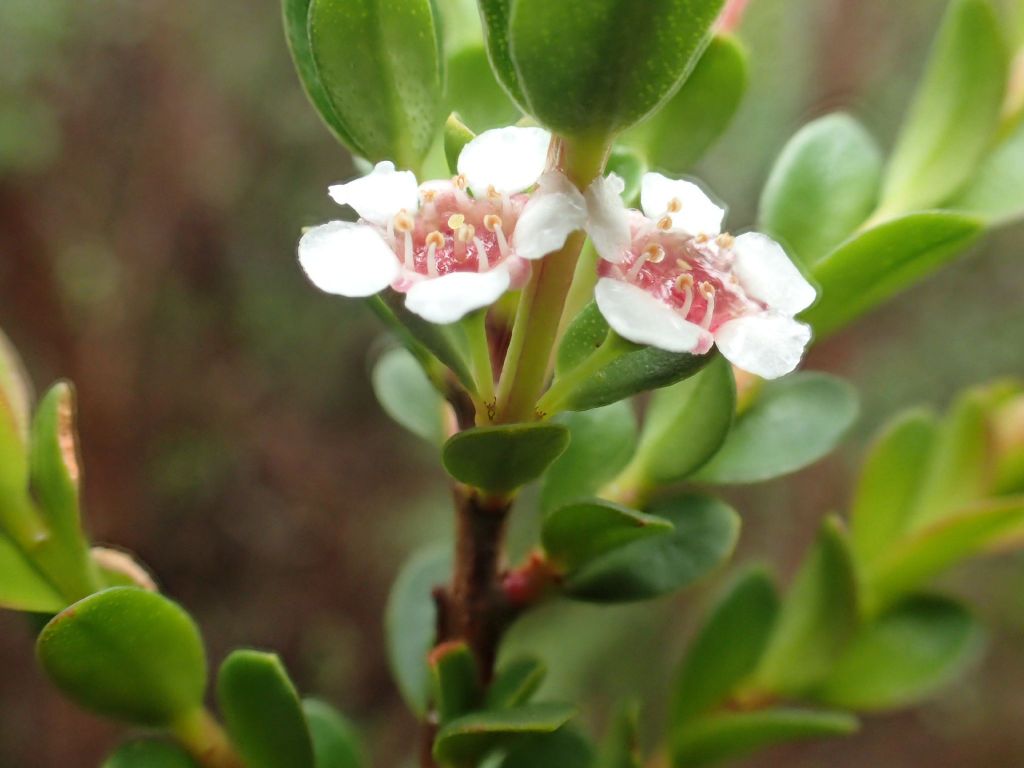 Baeckea latifolia (hero image)