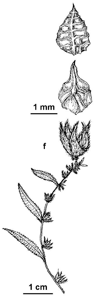 Plagiobothrys canescens (hero image)