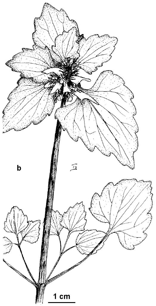Lamium purpureum (hero image)