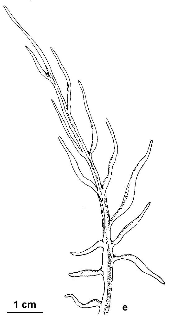 Scorzonera laciniata (hero image)