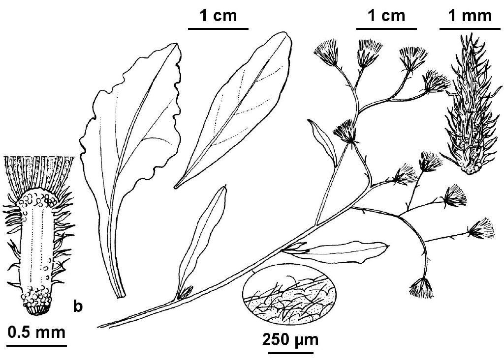 Cyanthillium cinereum (hero image)