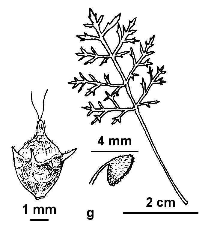 Ambrosia tenuifolia (hero image)