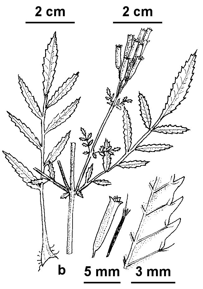 VicFlora: Tagetes minuta