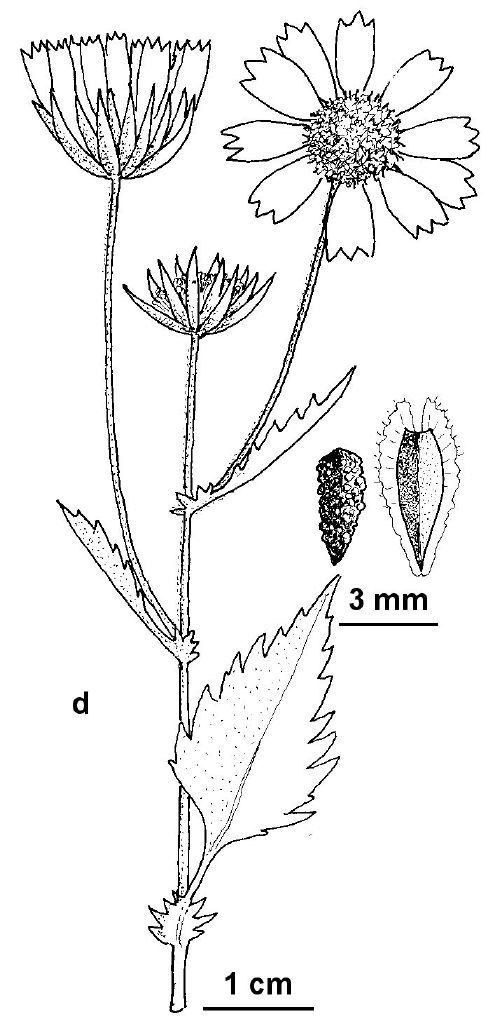 Verbesina encelioides (hero image)