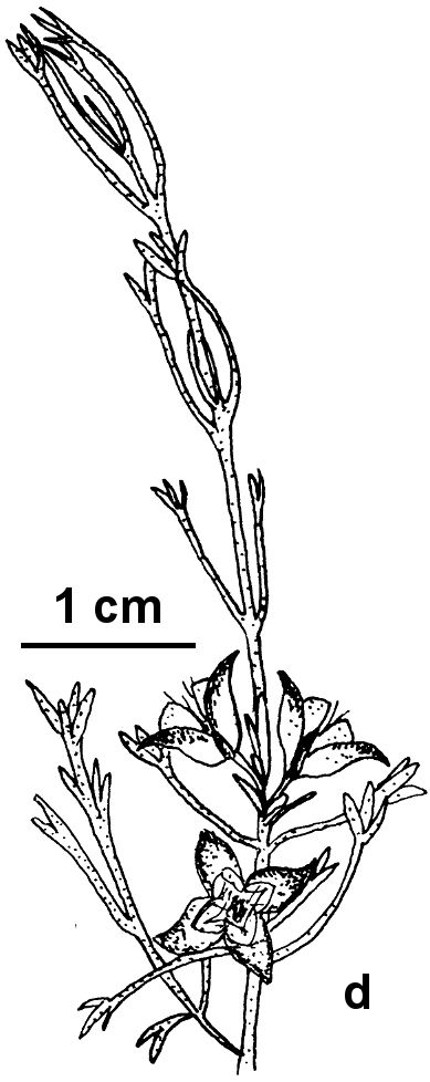 Cyanothamnus anemonifolius subsp. aurifodinus (hero image)