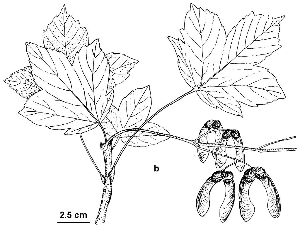 Acer pseudoplatanus (hero image)