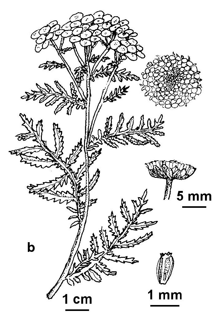 Tanacetum vulgare (hero image)