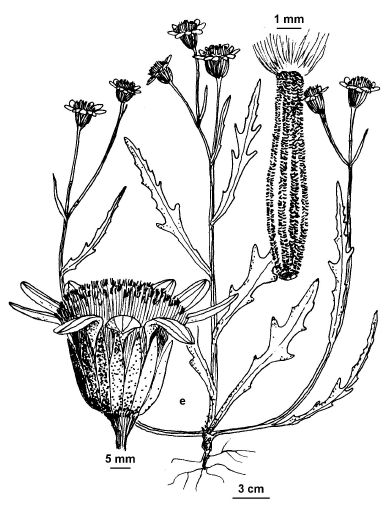 Flora of Victoria